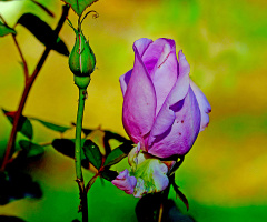 BLÜTE