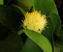Botanical Garden, Karlsruhe / Germany