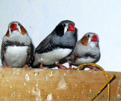 Our Zebra Finches ⚜️❤️