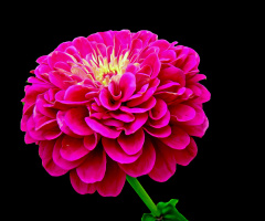 BLÜTE