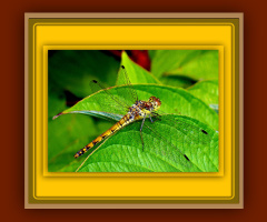 MIT RAHMEN / LIBELLE