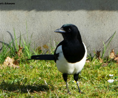 magpie