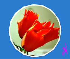 Wild Tulip of Balochistan 