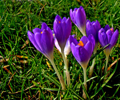 BLÜTEN