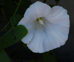 blossom