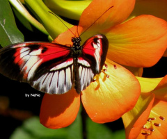 Key piano butterfly 