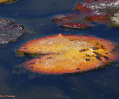 In the water lily pond 