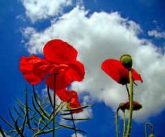 BLÜTEN
