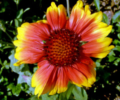 BLÜTE