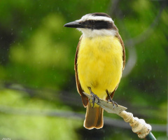 Na chuva
