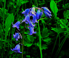 BLÜTEN