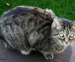 One of my neighbors' cat