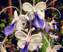 Butterfly orquídeas 