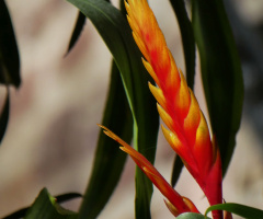 Botanical Garden, Karlsruhe / Germany