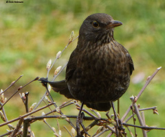 bird in neighbour's garden