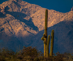 Solitude........in a Sonoran Desert