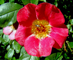 BLÜTE