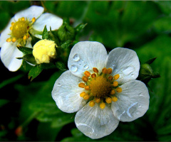 BLÜTEN