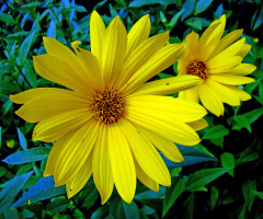 BLÜTEN