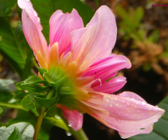 Dahlia pinnata