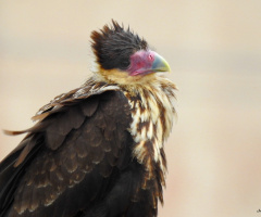 Filhote de Caracará