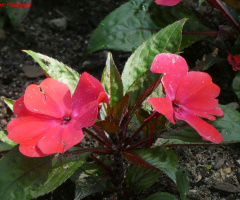 Fleißiges Lieschen (Impatiens walleriana)