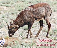 Chiltan MARKHOR  ❤️⚜️❤️⚜️❤️