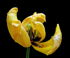 BLÜTE