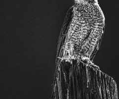 Cooper's Hawk