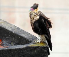 Baby Falcão Caracará no telhado das casas