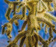 Some Sonoran Desert Beauty
