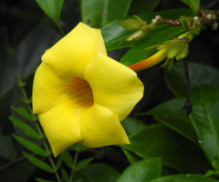 Alamanda