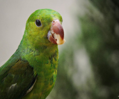 Periquito comendo banana