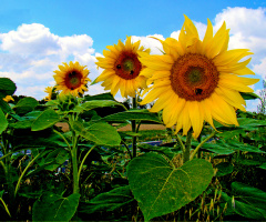 BLÜTEN