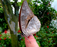 Borboleta 