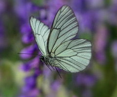 fly