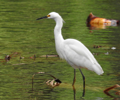 Garça branca pequena