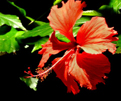 Hibisco