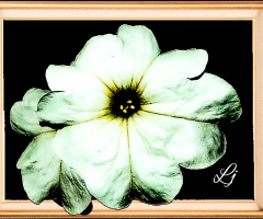 Petunia