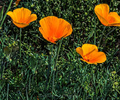 Sonoran Desert Spring Colors