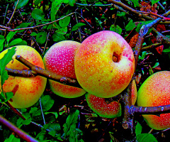ÄPFEL