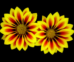 BLÜTEN