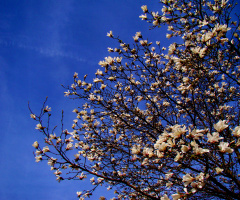 FRÜHLING