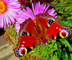 BLÜTE MIT BESUCH