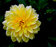 BLÜTE