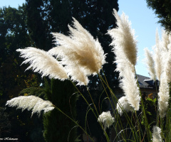 Grasses