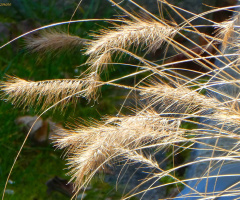 Grasses