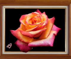 The King ⚜️⚜️