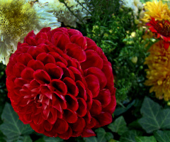 BLÜTE