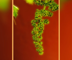 Grapes 